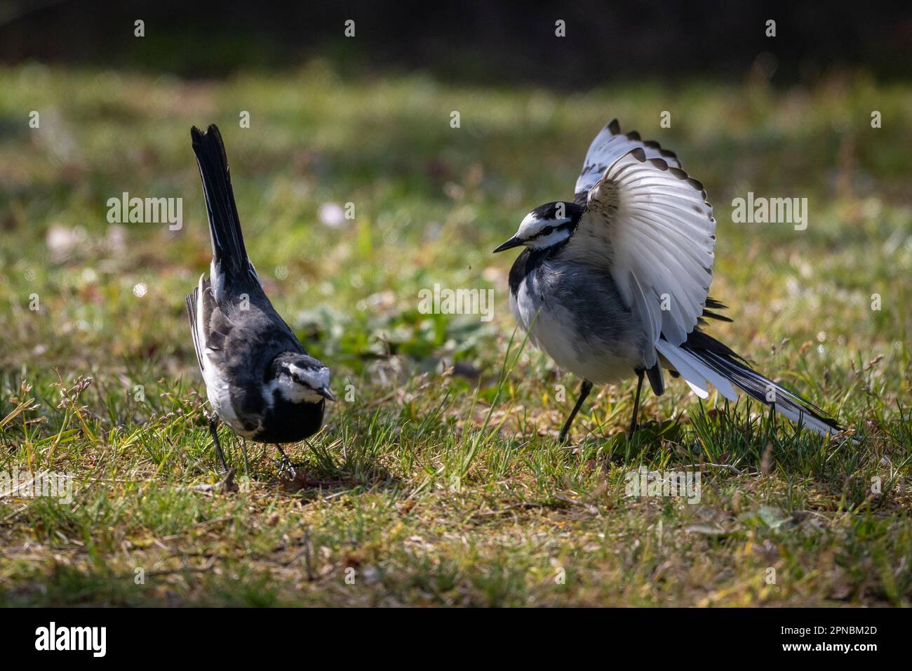 Zwei schwarze Schwänze finden die Gelegenheit, sich mitten im Frühling in einem japanischen Park zu paaren. Stockfoto