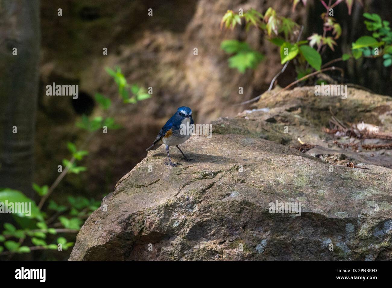 Der orangefarbene Bush Robin ist auch bekannt als Rotflanke Blauzungenkrankheit und kann in den Frühjahrstagen in Japan in Parks und Gärten anzutreffen sein. Stockfoto