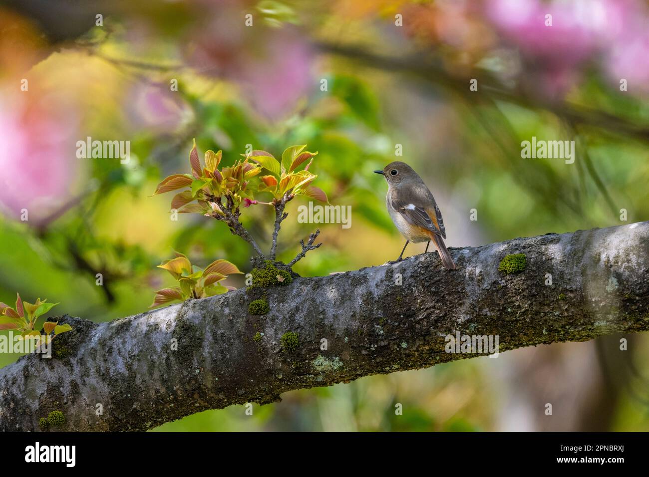 Eine weibliche Daurian Redstart, gesehen in den japanischen Kirschblütengärten. Stockfoto