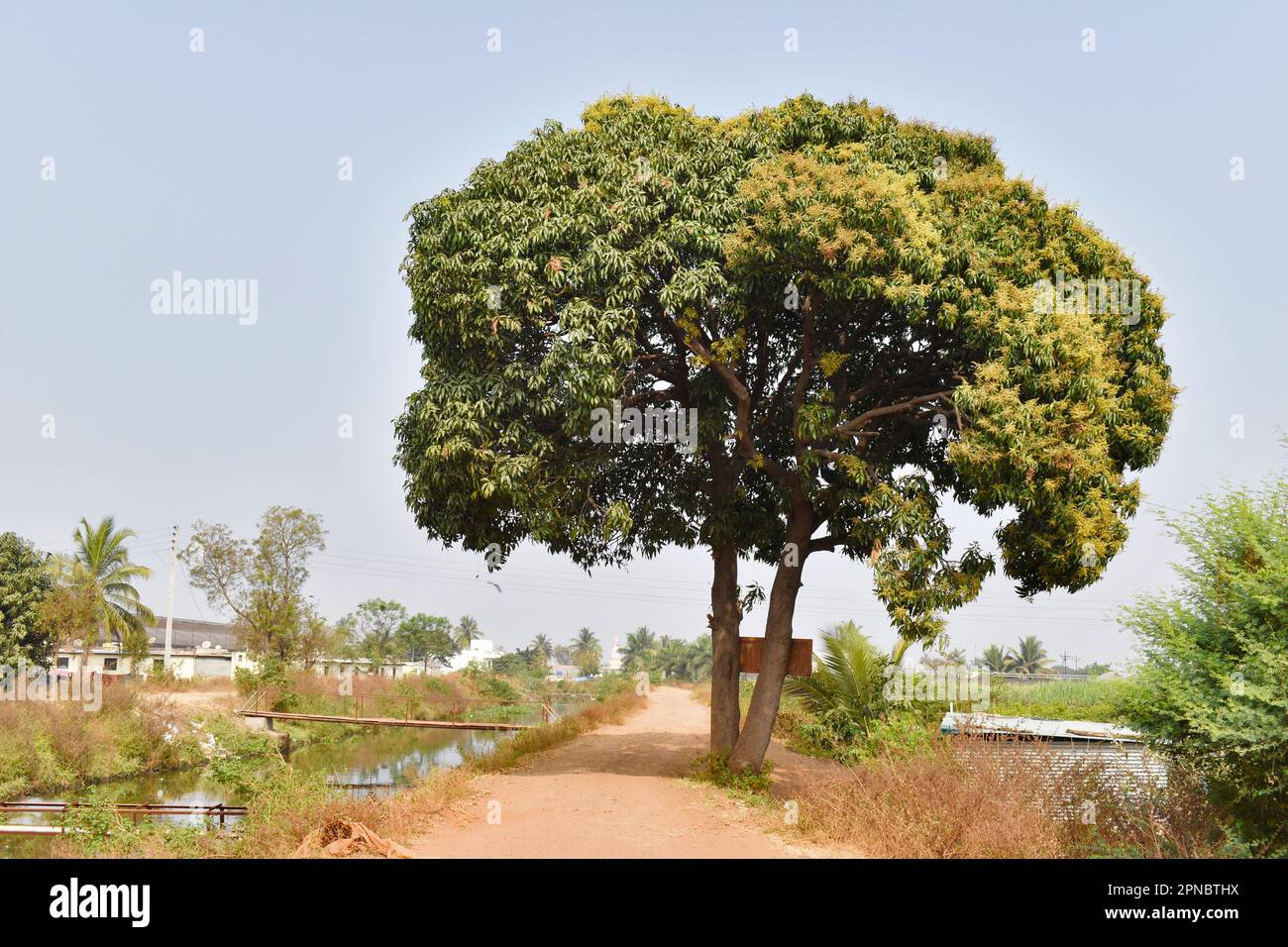 Horizontales Bild des Mangobaums (Mangifera indica) mit Schönheit der Natur, Dorfkanal und Pfad, Koregaon Mul, Pune, Maharashtra, Indien. Stockfoto