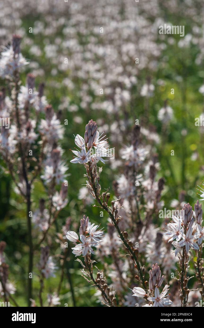 Das Oriented Nature Reserve von Vendicari, blühende Asphodels, Provinz Syrakus, Sizilien, Italien, Europa. Stockfoto