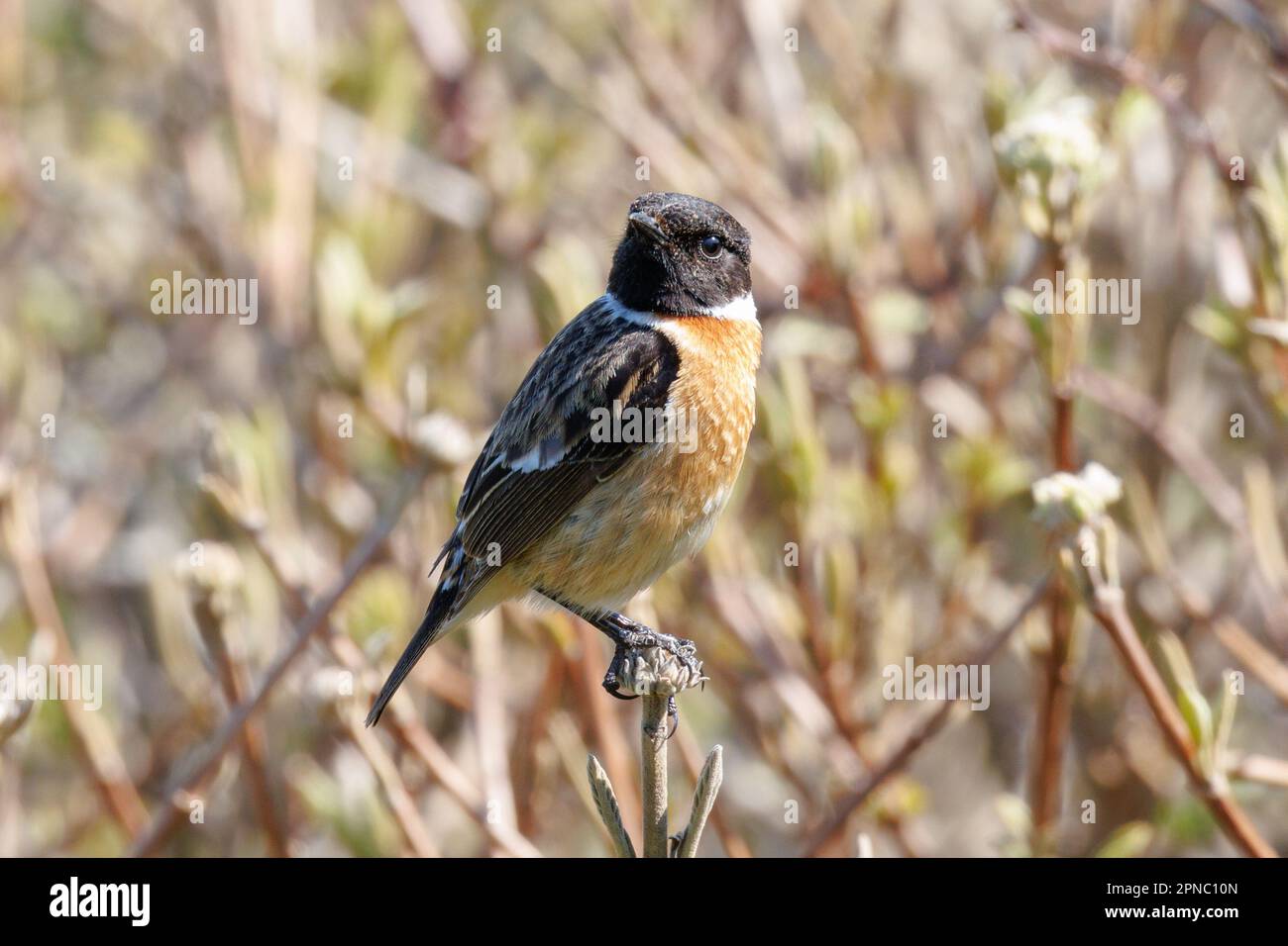 Männlicher Stonechat (Saxicola torquata) Sussex, Vereinigtes Königreich Stockfoto