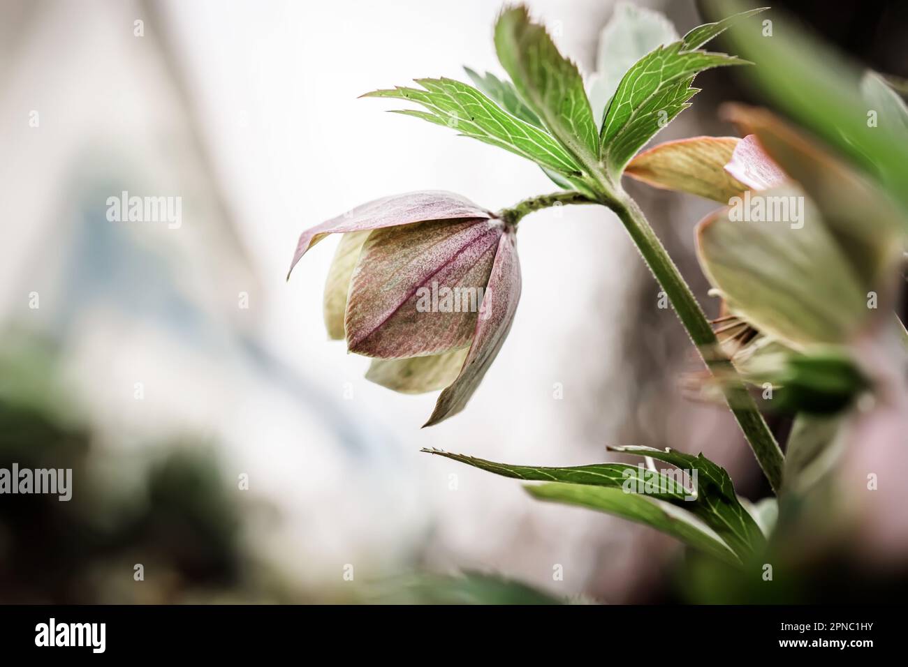 Helleborus Nahaufnahme. Ungewöhnliche Farbe Grüner Helleberore im Blumenbeet nach Regennaht Stockfoto