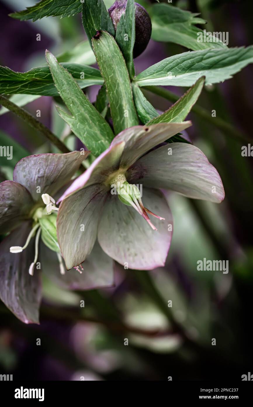 Helleborus Nahaufnahme. Ungewöhnliche Farbe Grüner Helleberore im Blumenbeet nach Regennaht Stockfoto