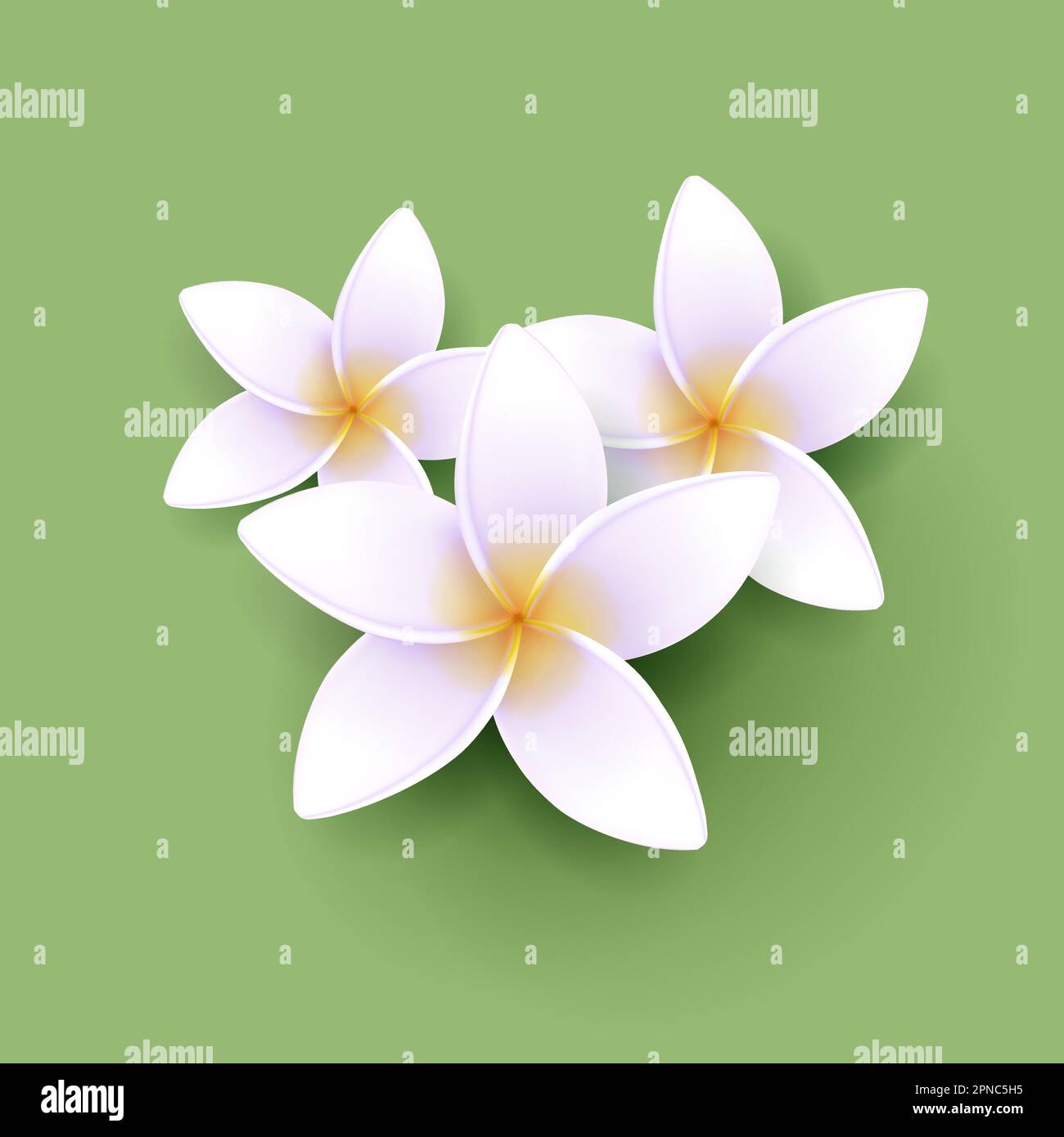 Vektordarstellung exotischer Frangipani-Blüten, tropische Kurzusammensetzung aus drei Blumen Stock Vektor