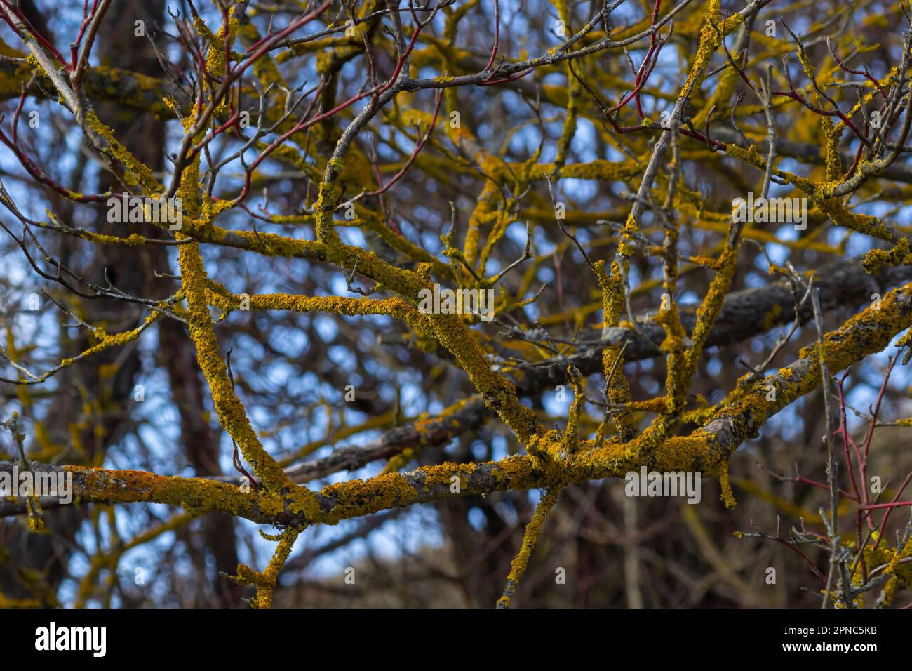 Xanthoria parietina gemeine orangefarbene Flechten, Gelbschuppen, Seelichtflechten und Landflechten an der Rinde des Astes. Dünner trockener Ast mit Orangen Stockfoto