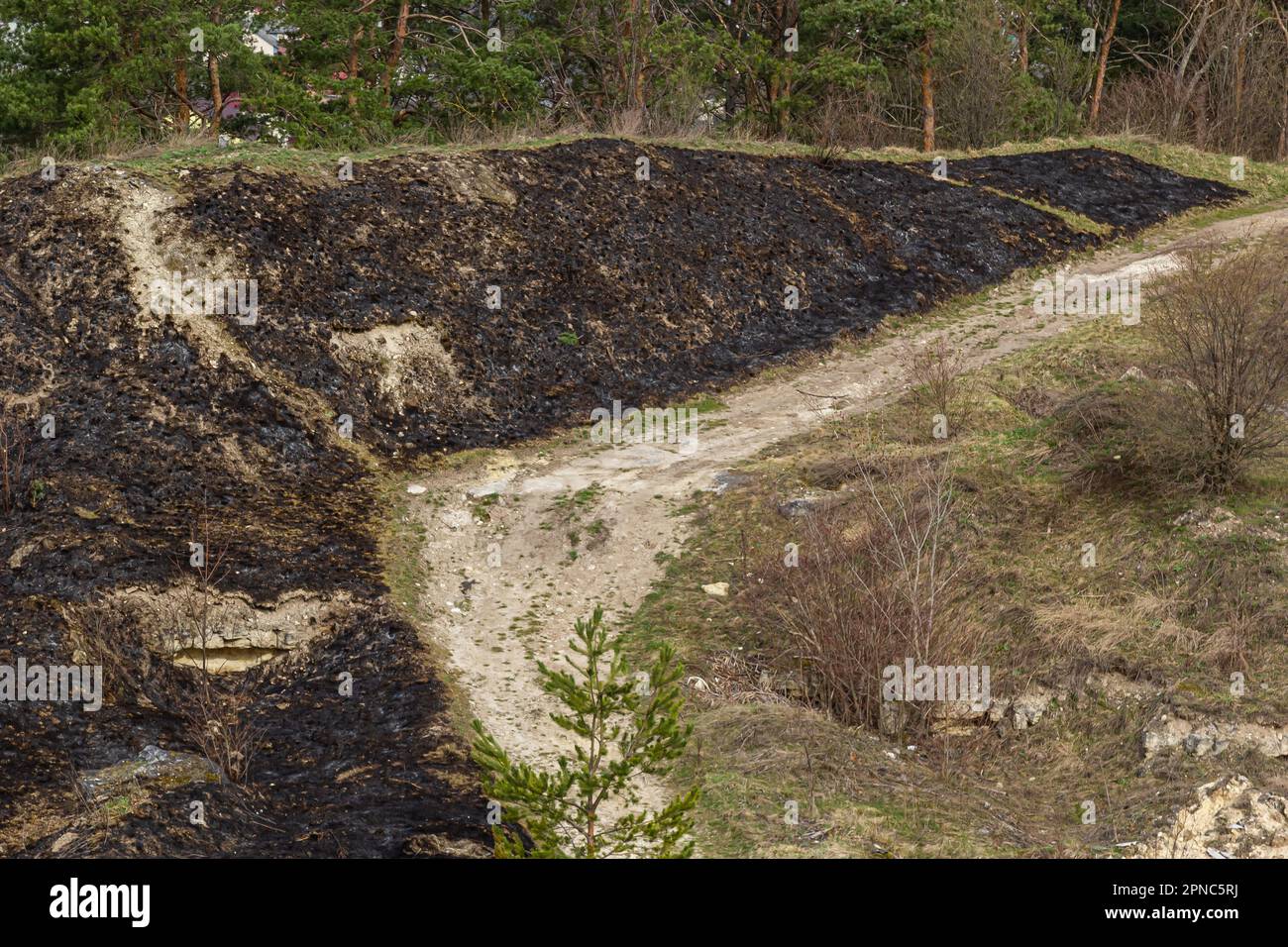 Verbrannter Waldboden mit Gras und Asche, Waldbrand. Im Frühjahr Gras zu verbrennen, ist ein ernstes Umweltproblem. Stockfoto