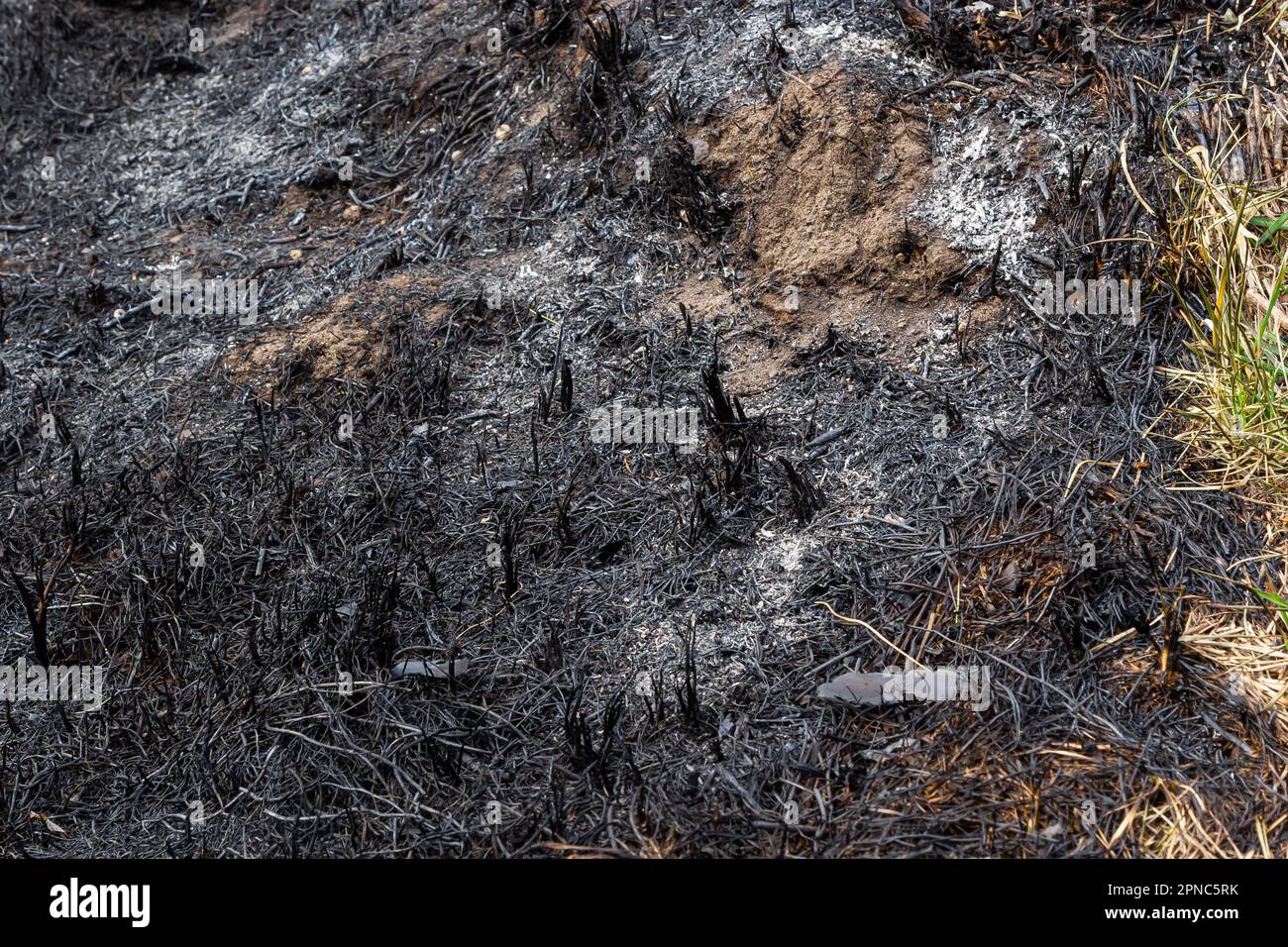 Verbrannter Waldboden mit Gras und Asche, Waldbrand. Im Frühjahr Gras zu verbrennen, ist ein ernstes Umweltproblem. Stockfoto