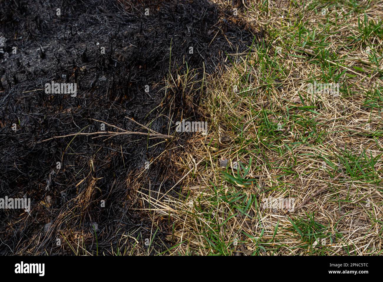 Verbrannter Waldboden mit Gras und Asche, Waldbrand. Im Frühjahr Gras zu verbrennen, ist ein ernstes Umweltproblem. Stockfoto
