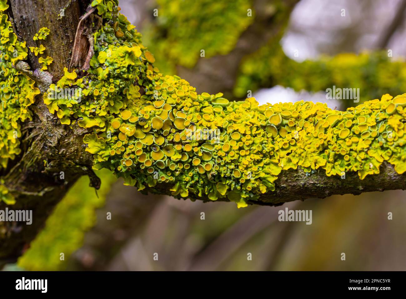 Xanthoria parietina gemeine orangefarbene Flechten, Gelbschuppen, Seelichtflechten und Landflechten an der Rinde des Astes. Dünner trockener Ast mit Orangen Stockfoto