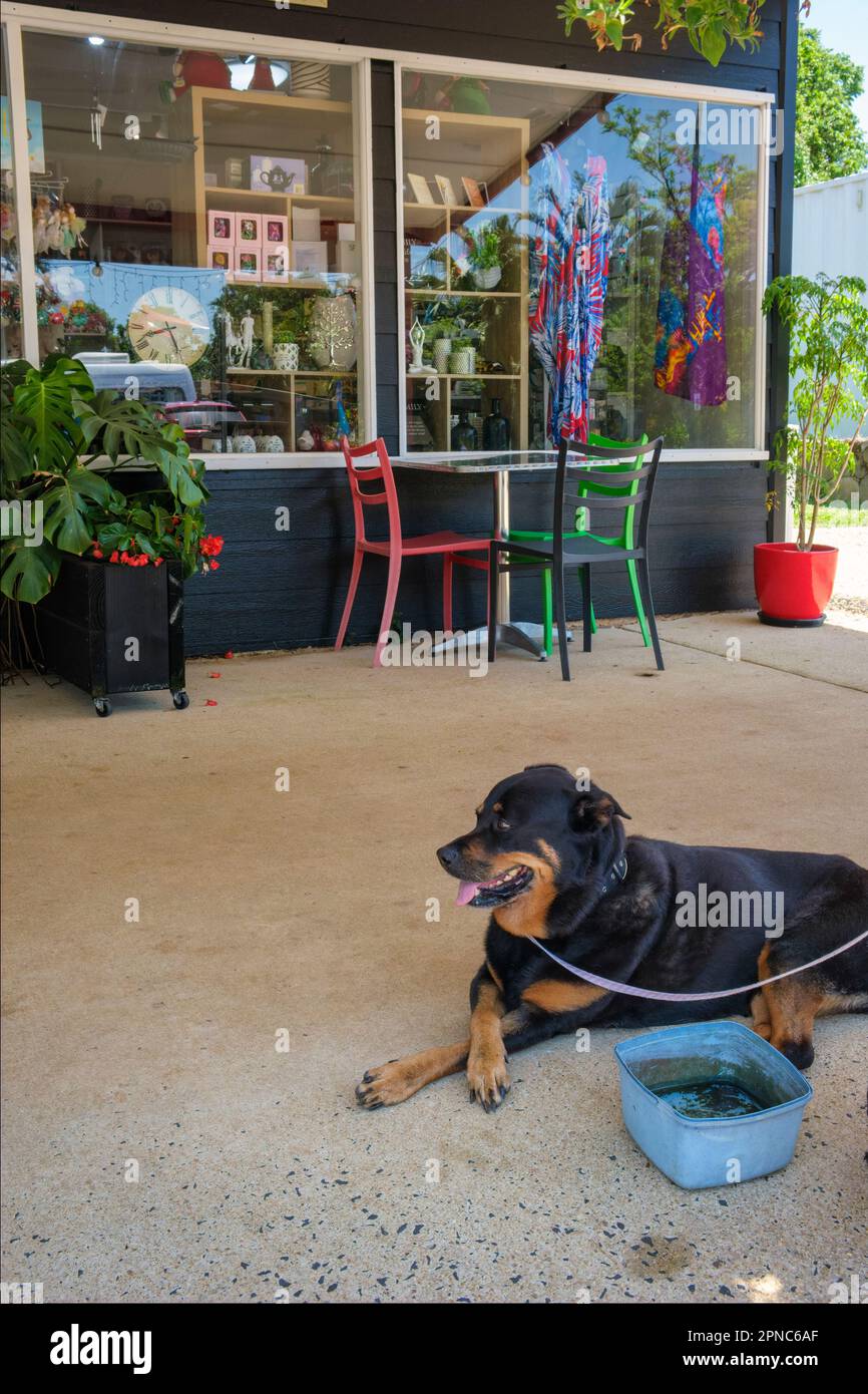 Ein Hund, der vor einem Café in Millaa Millaa, Queensland, Australien, auf seinen Besitzer wartet Stockfoto