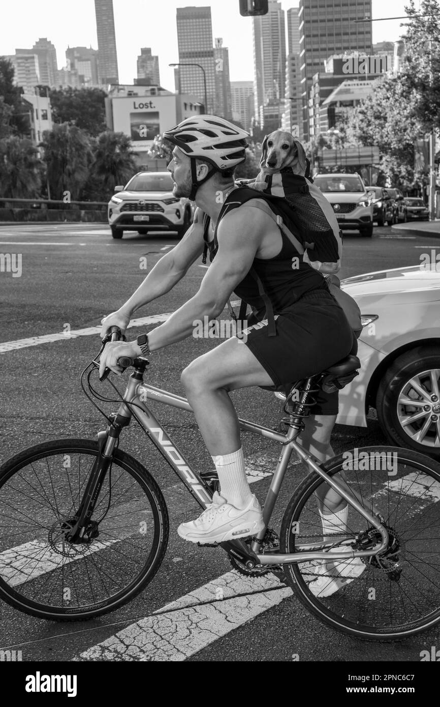 Ein Radfahrer und sein Hund warten darauf, dass sich die Lichter ändern, William Street, Kings Cross, Sydney, Australien Stockfoto