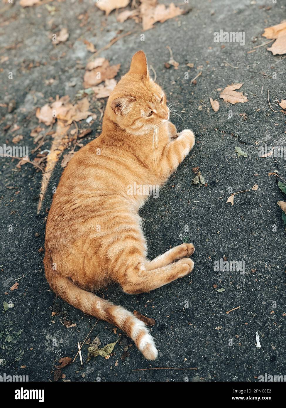 Eine Ingwerkatze, die auf dem glatten Bürgersteig liegt, mit getrockneten Blättern umstreut Stockfoto