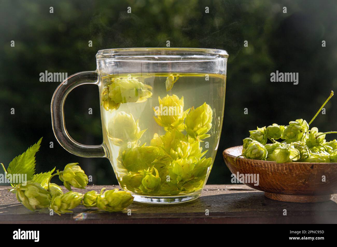 Kräutertee-Getränk aus Humulus lupulus, dem Hopfen oder Hopfen. Hopfenblumen mit Teetasse auf weißem Holz Hintergrund, innen zu Hause. Stockfoto