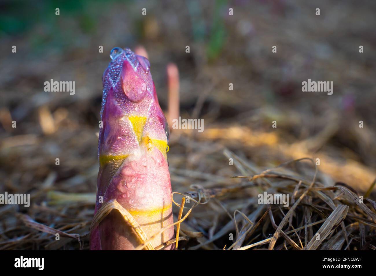 Essbarer Spargel wächst im Garten in Morgentau, aus nächster Nähe. Rosa junger Schuss von medizinischem Spargel. Gourmet-Gemüse anbauen Stockfoto