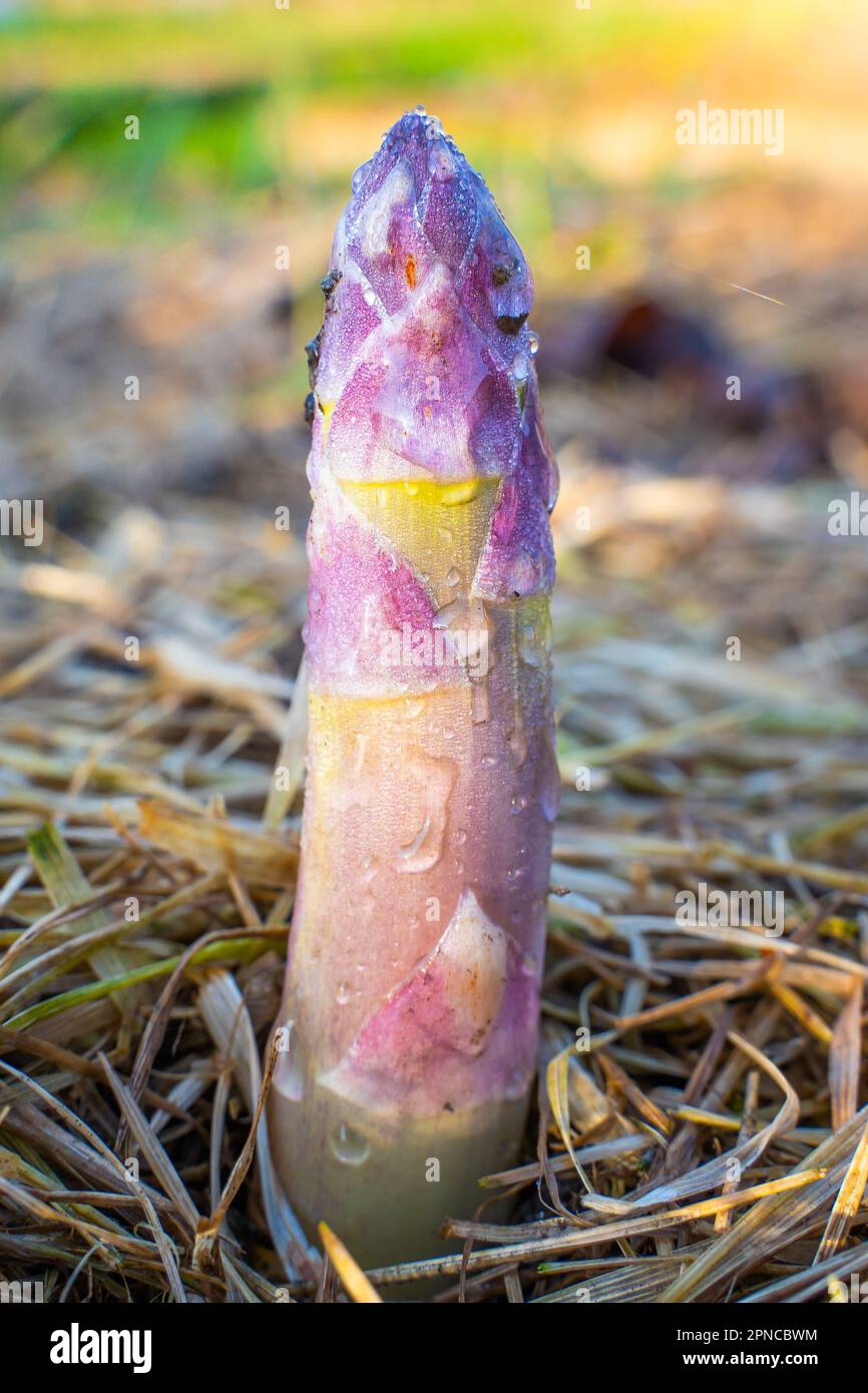 Essbarer Spargel wächst im Garten in Tropfen Morgentau, Nahaufnahme. Vertikales Foto, rosafarbener junger Schuss von medizinischem Spargel. Kulinarische Vegeta Stockfoto
