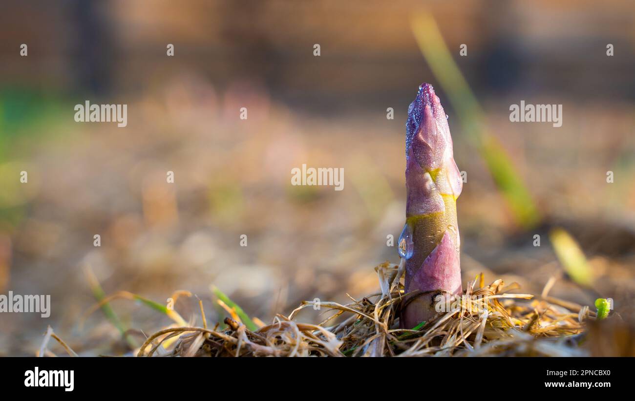 Essbarer Spargel wächst im Garten in Morgentau, aus nächster Nähe. Rosa junger Schuss von medizinischem Spargel. Gourmet-Gemüse anbauen Stockfoto