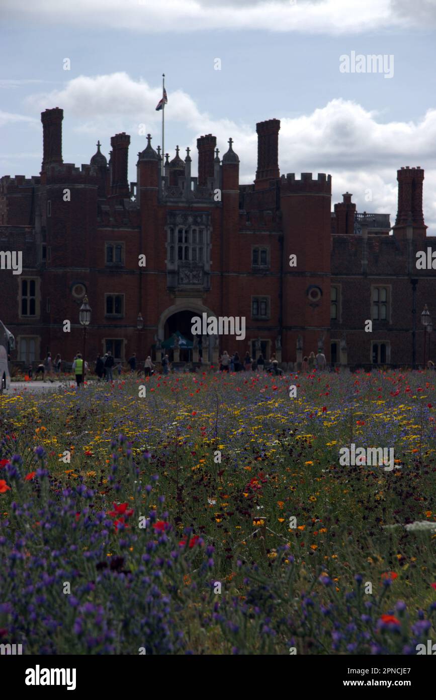 Wild Flowers Vor Dem Hampton Court Palace Stockfoto
