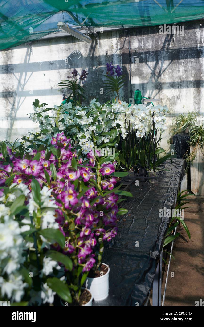 Eine große Auswahl an Orchideen in voller Blüte, die im Sommer in einem gewerblichen Gewächshaus wachsen Stockfoto