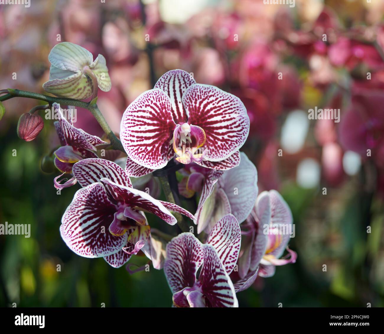 Phalaenopsis (Mottenorchid) Orchidee in voller Blüte, wächst im Sommer in einem kommerziellen Gewächshaus Stockfoto