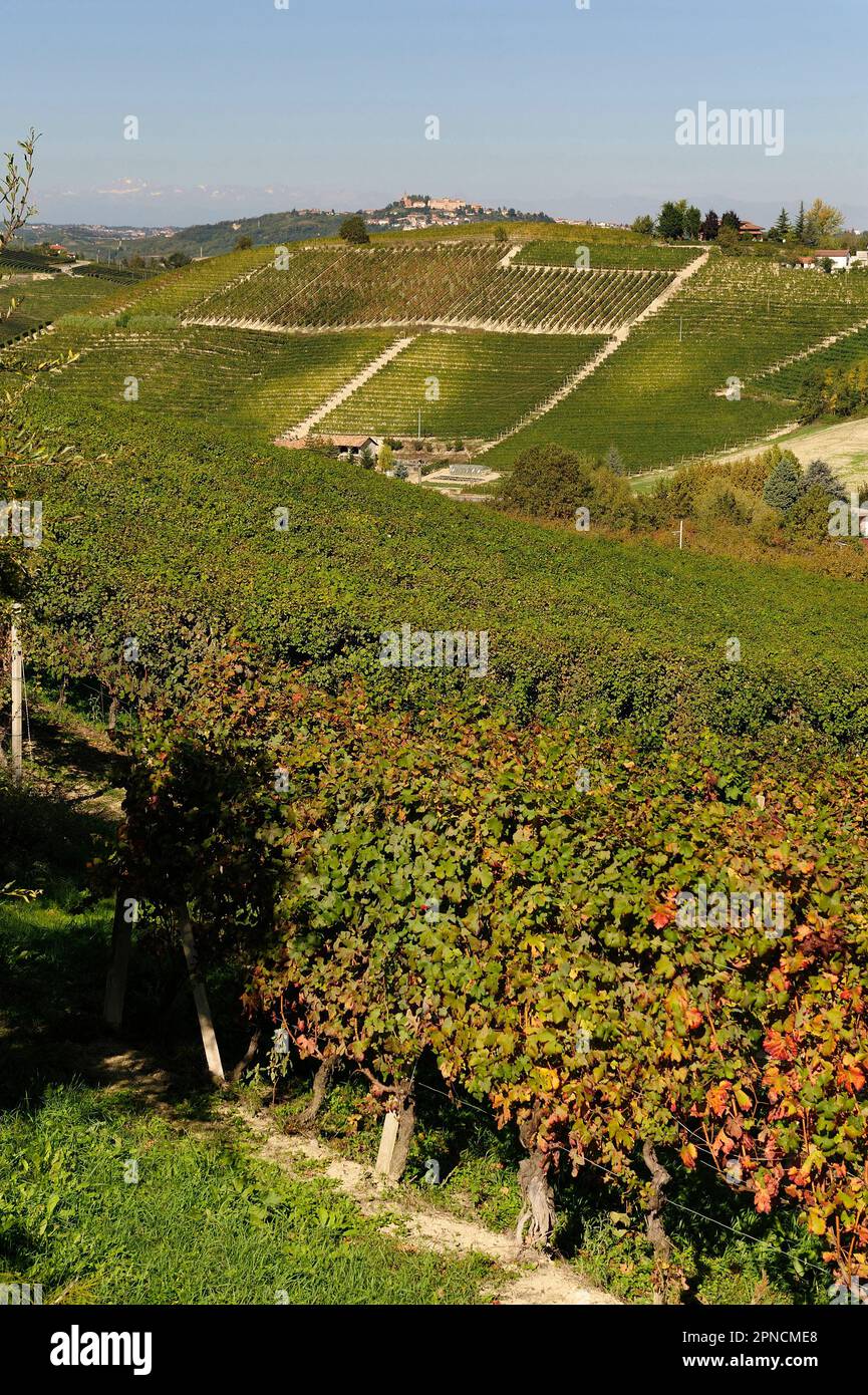 La Langa: un bellissimo ma antropizzato terreno caratterizzato dai vigneti, Cuneo, Piemonte, Italia, Europa Stockfoto