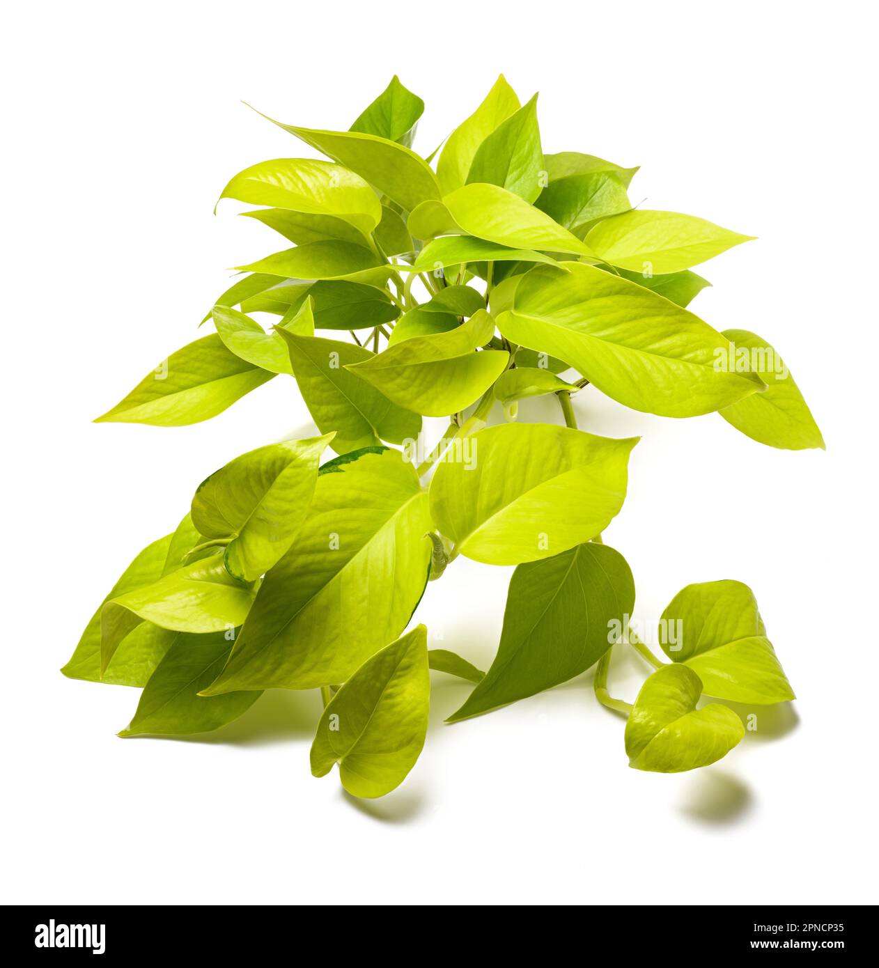 Neon-Pothos-Pflanze isoliert auf weißem Hintergrund Stockfoto
