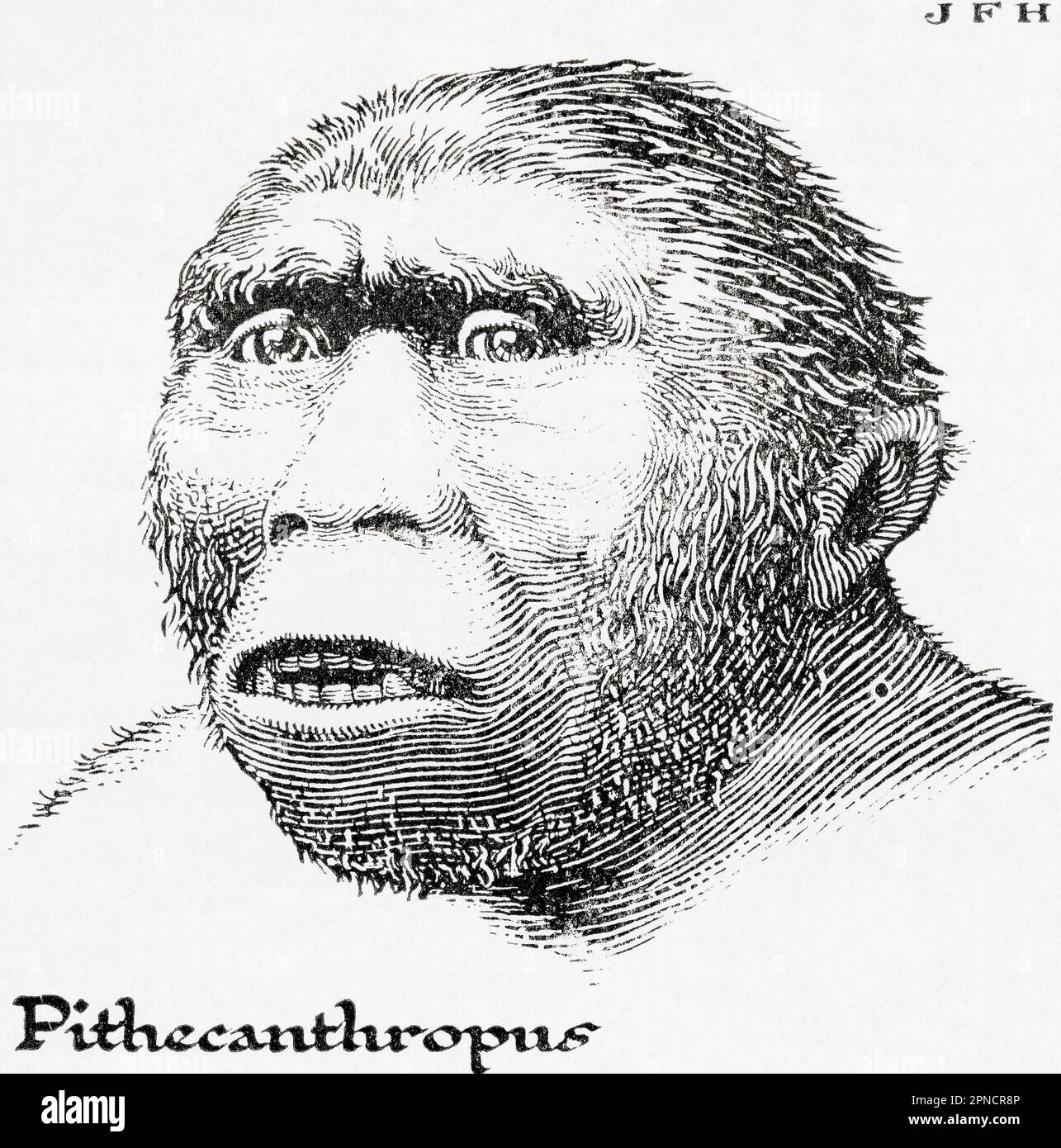 Java man, auch bekannt als Homo erectus erectus, früher auch Anthropopithecus erectus und Pithecanthropus erectus. Aus dem Buch Outline of History von H.G. Wells, veröffentlicht 1920. Stockfoto