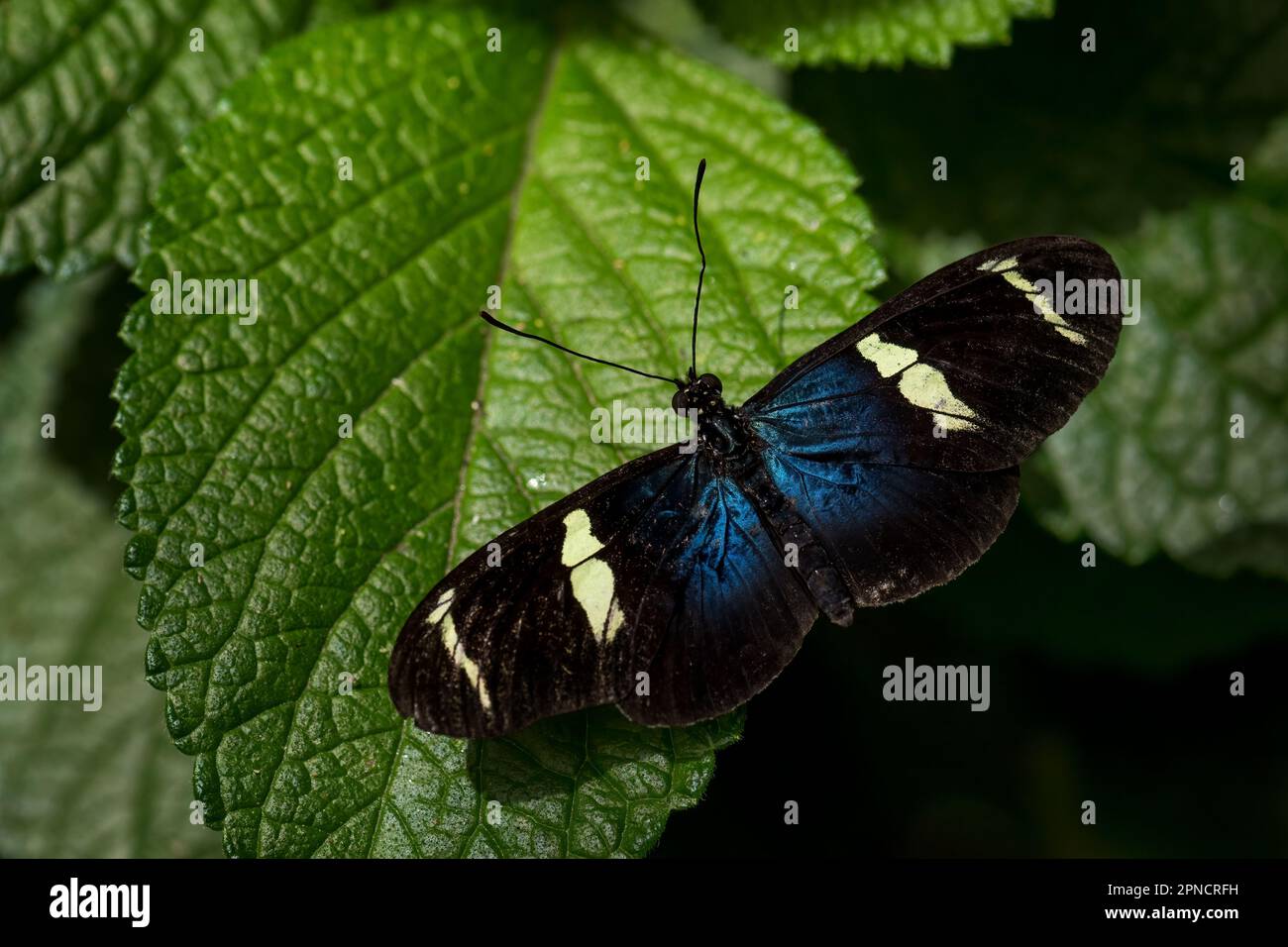 Sara Longwing - Heliconius sara, wunderschöner, farbenfroher Buschfuß-Schmetterling von den Wiesen in Mittel- und Südamerika, Panama. Stockfoto