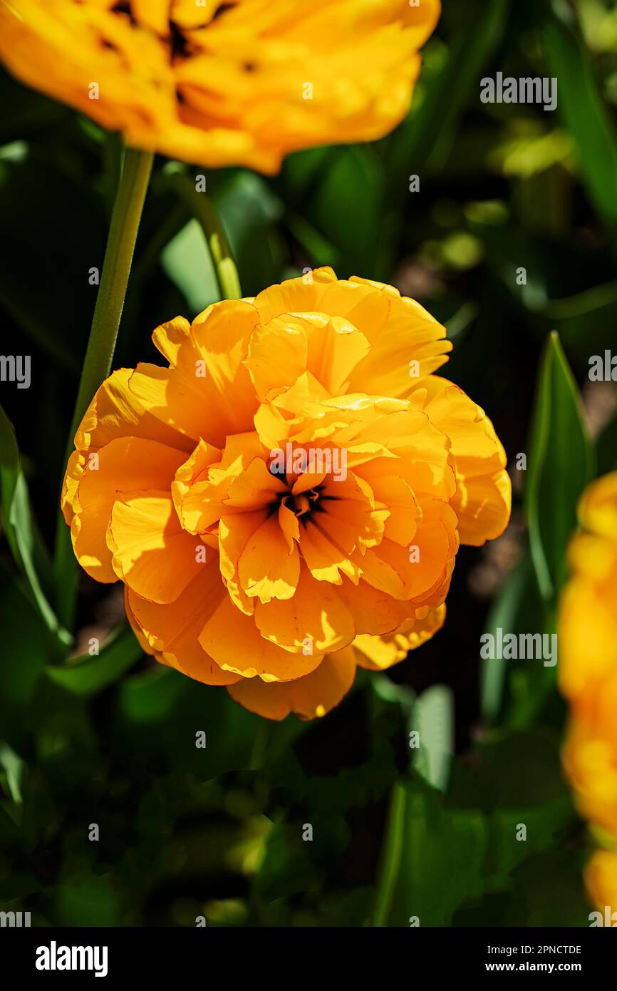 Doppelte orangefarbene Tulpennaht auf grünem Hintergrund. Pfingstrosen-Tulpen Stockfoto