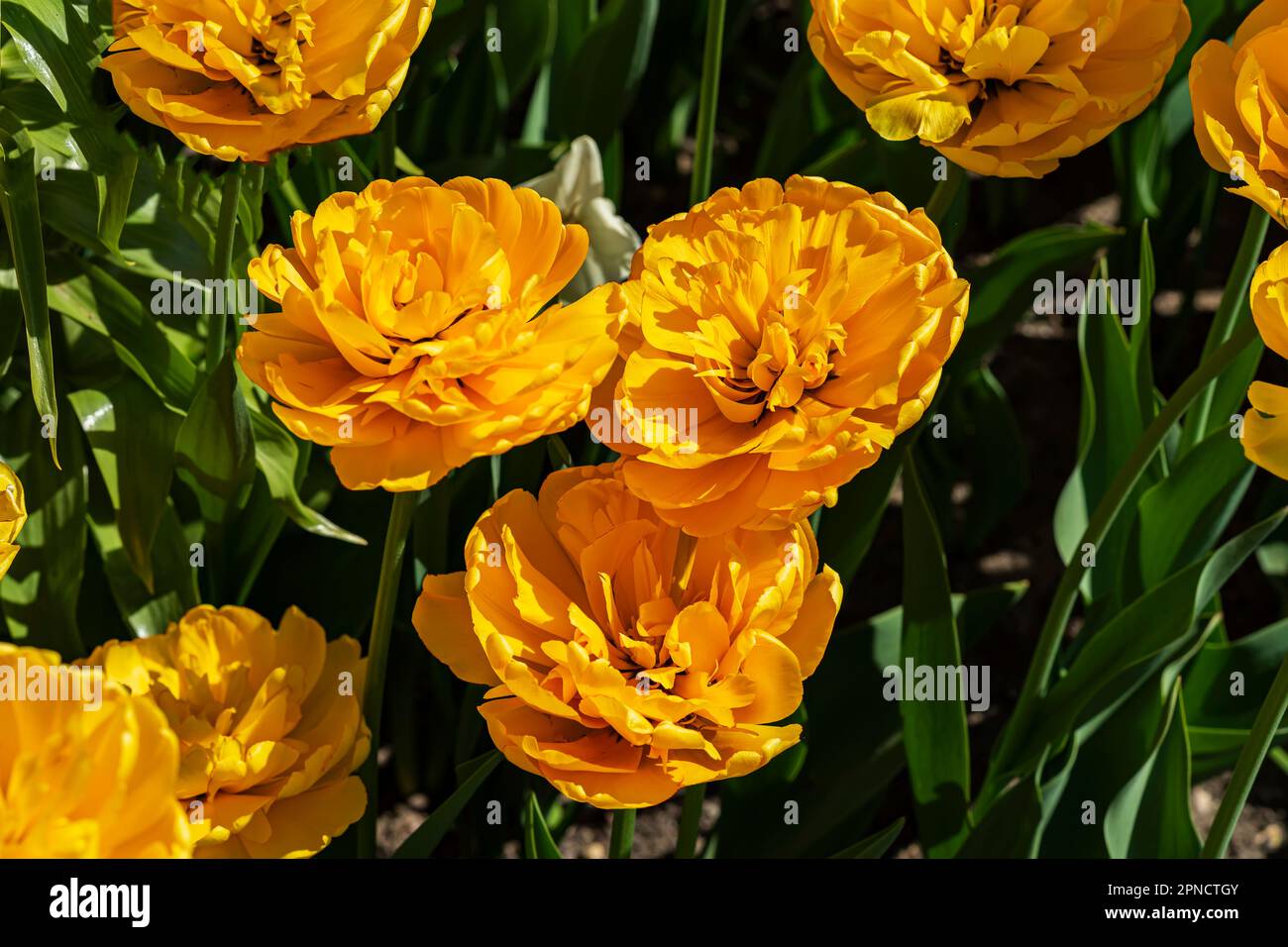 Orangefarbene doppelte Tulpenblüten, Frühlingsblüten in der Natur Stockfoto
