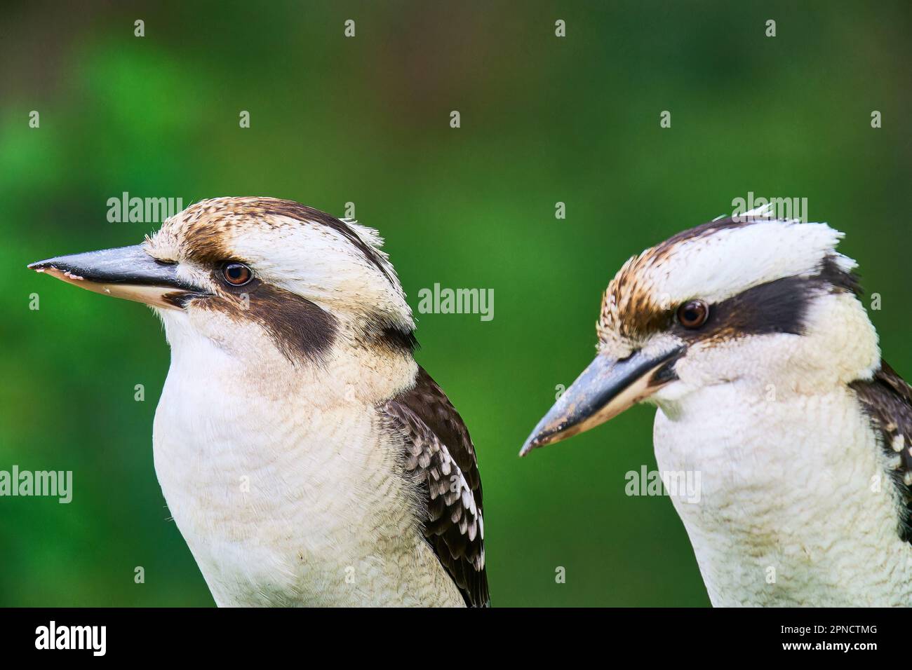 Zwei Kookaburras auf einem Ast in ihrem natürlichen Lebensraum auf verschwommenem Hintergrund Stockfoto