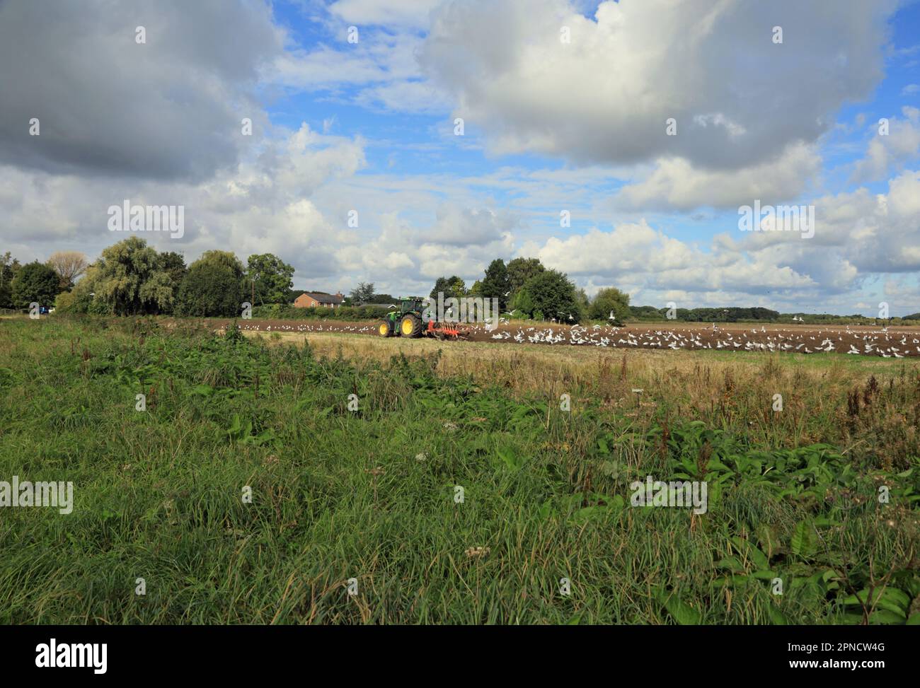Herbstpflügen mit folgenden Möwen Rufford Lancashire England Stockfoto