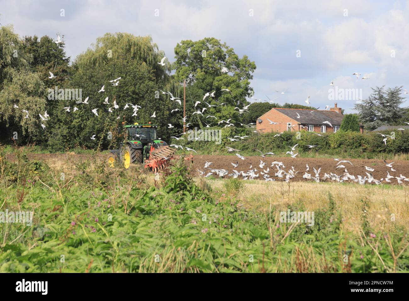 Herbstpflügen mit folgenden Möwen Rufford Lancashire England Stockfoto