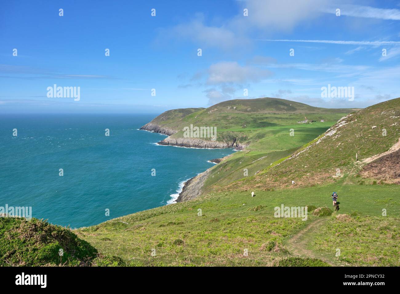 Ein Wanderer mit einem Hund klettert den Hang an der Seite von Mynydd Mawr, Llyn Peninsula, Wales Stockfoto