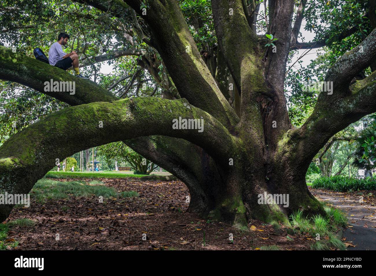 Mann im Baum, Albert Park, Auckland, North Island, Neuseeland Stockfoto