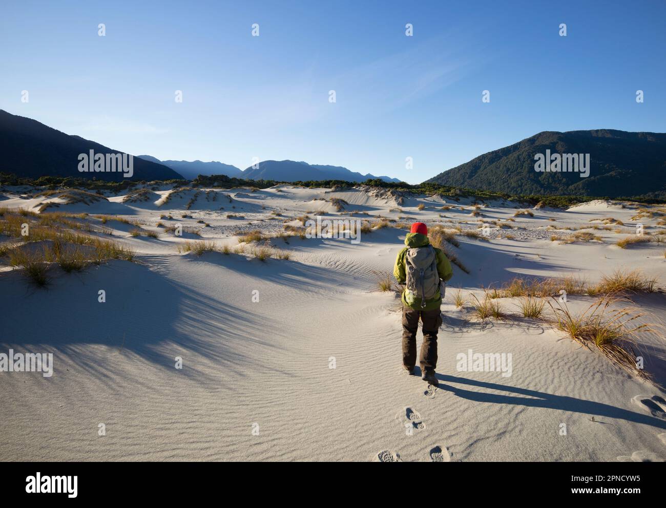 Die Wildnis von martins Bay, Fiordland, South Island, Neuseeland. Stockfoto