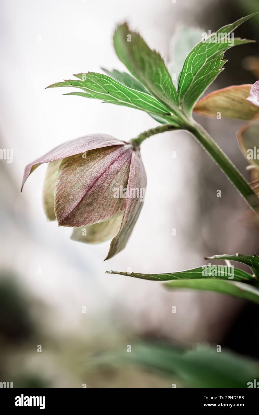 Helleborus Nahaufnahme. Ungewöhnliche Farbe Grüner Helleberore im Blumenbeet nach Regennaht Stockfoto