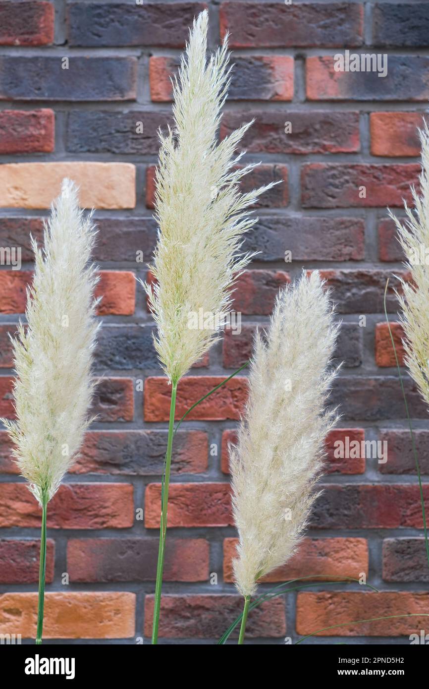 Trockene Blumen und flauschiges Schilf an einer roten Ziegelwand. Flauschige Panikel aus Pampasgras, Zierpflanzen für die Inneneinrichtung, Platz für Text, Idee fo Stockfoto