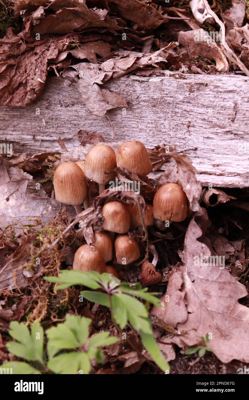 Kleine braune Pilzgruppe in den Wäldern bei Lacul Ursul in Sovata - Rumänien Stockfoto