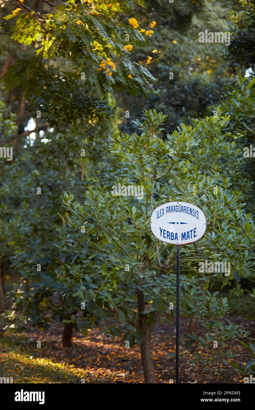 Yerba Mate Trees (Ilex Paraguensis) im Botanischen Garten von Buenos Aires „Carlos Thays“, Stadtteil Palermo, Buenos Aires, Argentinien. Stockfoto