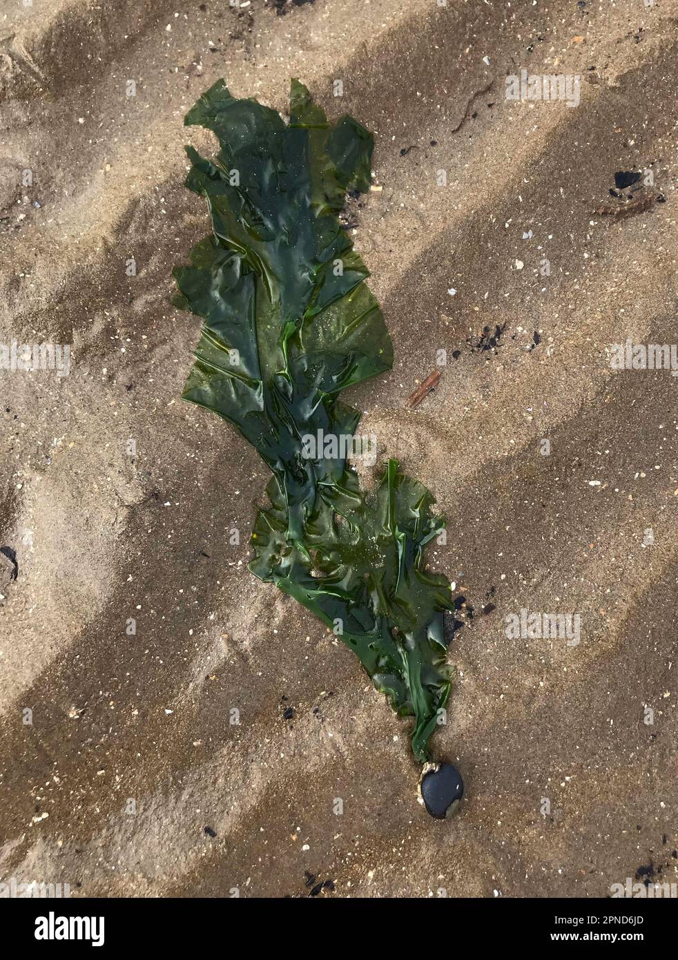 Salat (Ulva lactuca), eine essbare Alge, die nach einem Sturm angespült wurde und noch immer an einem Stein befestigt ist das Abendlicht verwandelt die Wellen auf dem goldenen Sand. Stockfoto