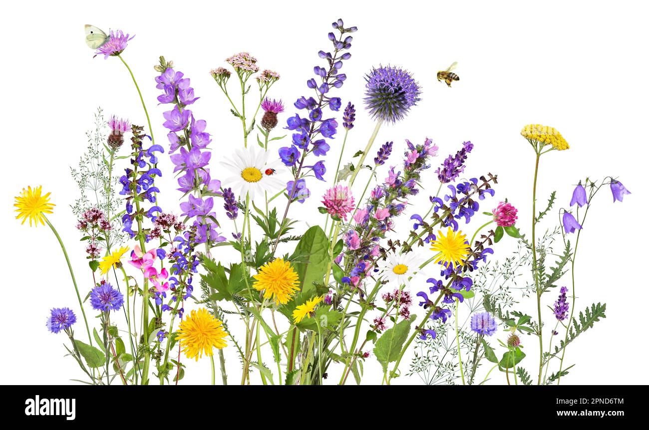 Bunte Wiese und Gartenblumen mit Insekten, isoliert Stockfoto