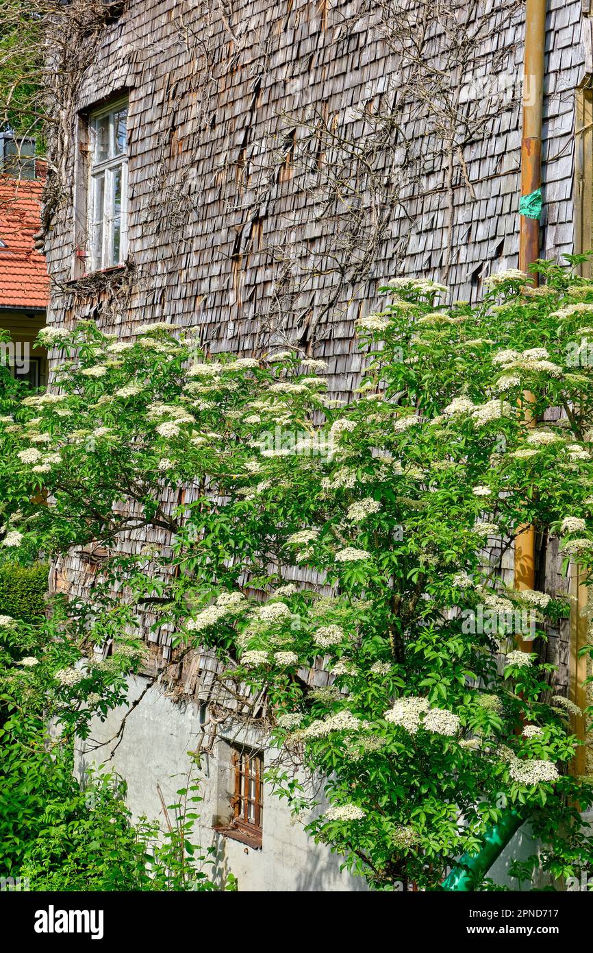 Schindelbauweise mit blühendem Ältestenbusch davor. Schindelgedeckte Gebäudestruktur mit blühendem Holunderbusch davor. Stockfoto