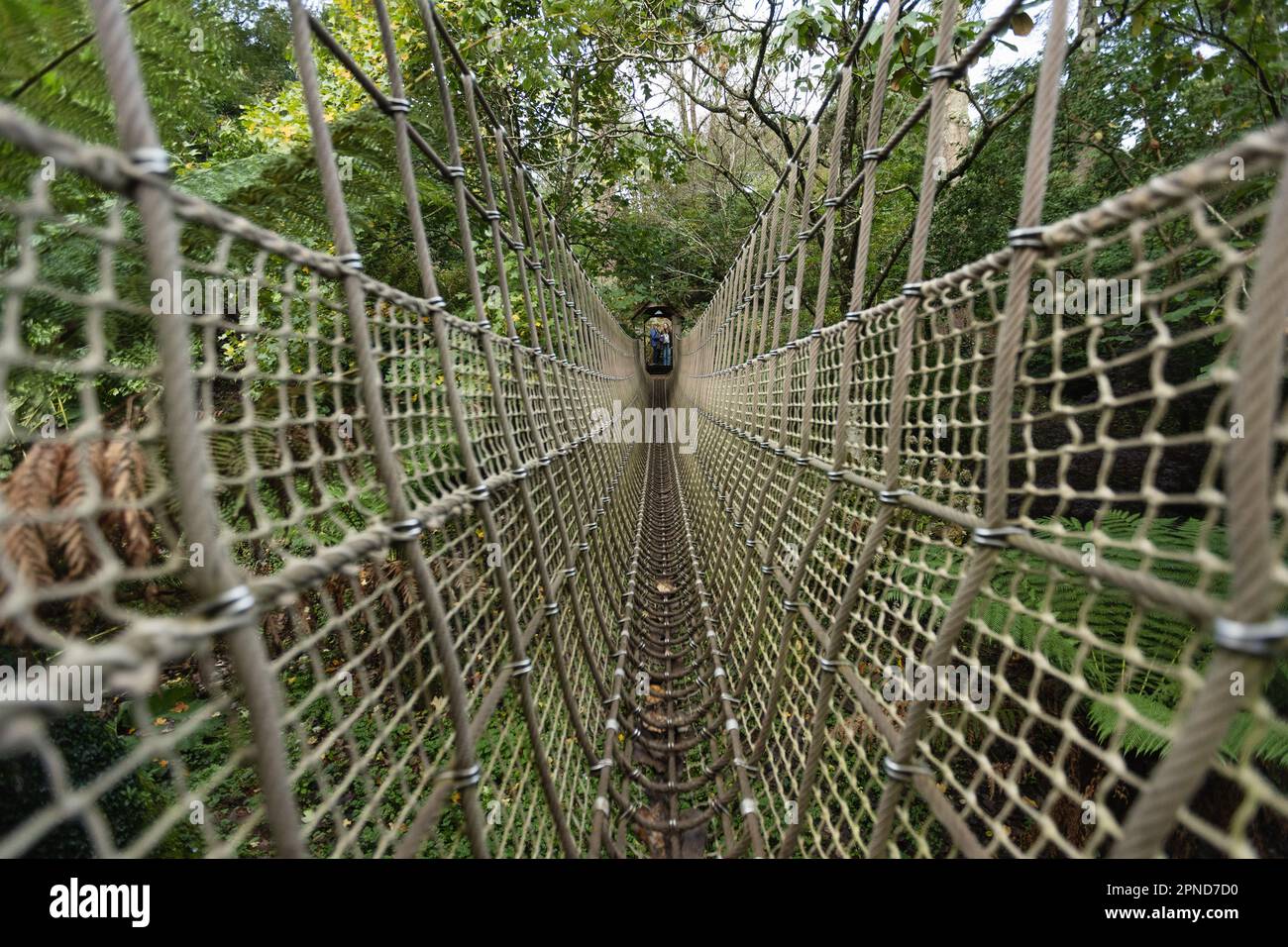 Eine Seilbrücke in den Lost Gardens of Helligan am 30. Oktober 2022 in Pentewan, Cornwall, England. Kredit: SMP News Stockfoto