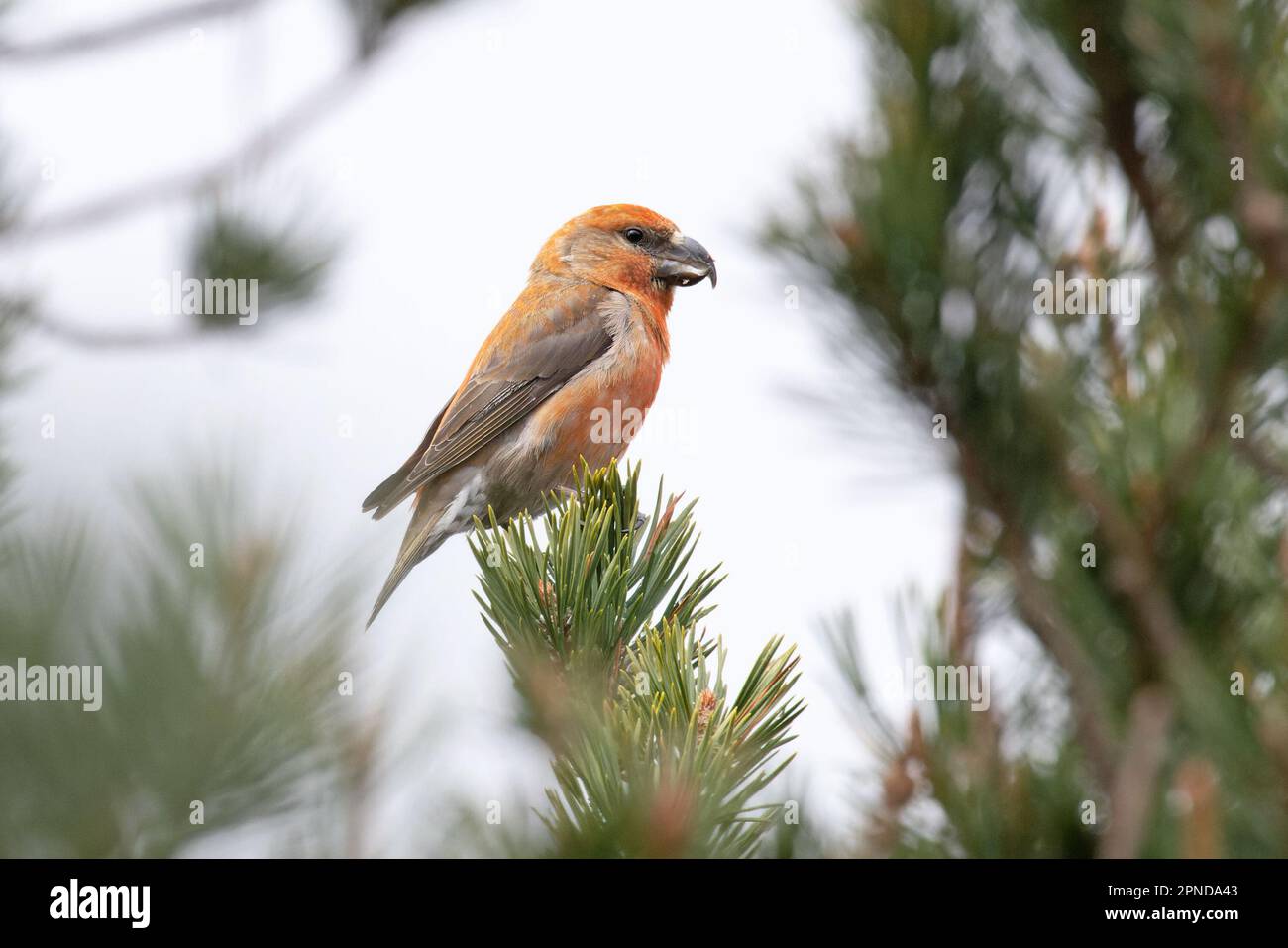 Scottish Parrot Crossbill (Loxia Scotica) (Loxia pytyopsittacus) Gleann Einaich Highland UK GB April 2023 Stockfoto