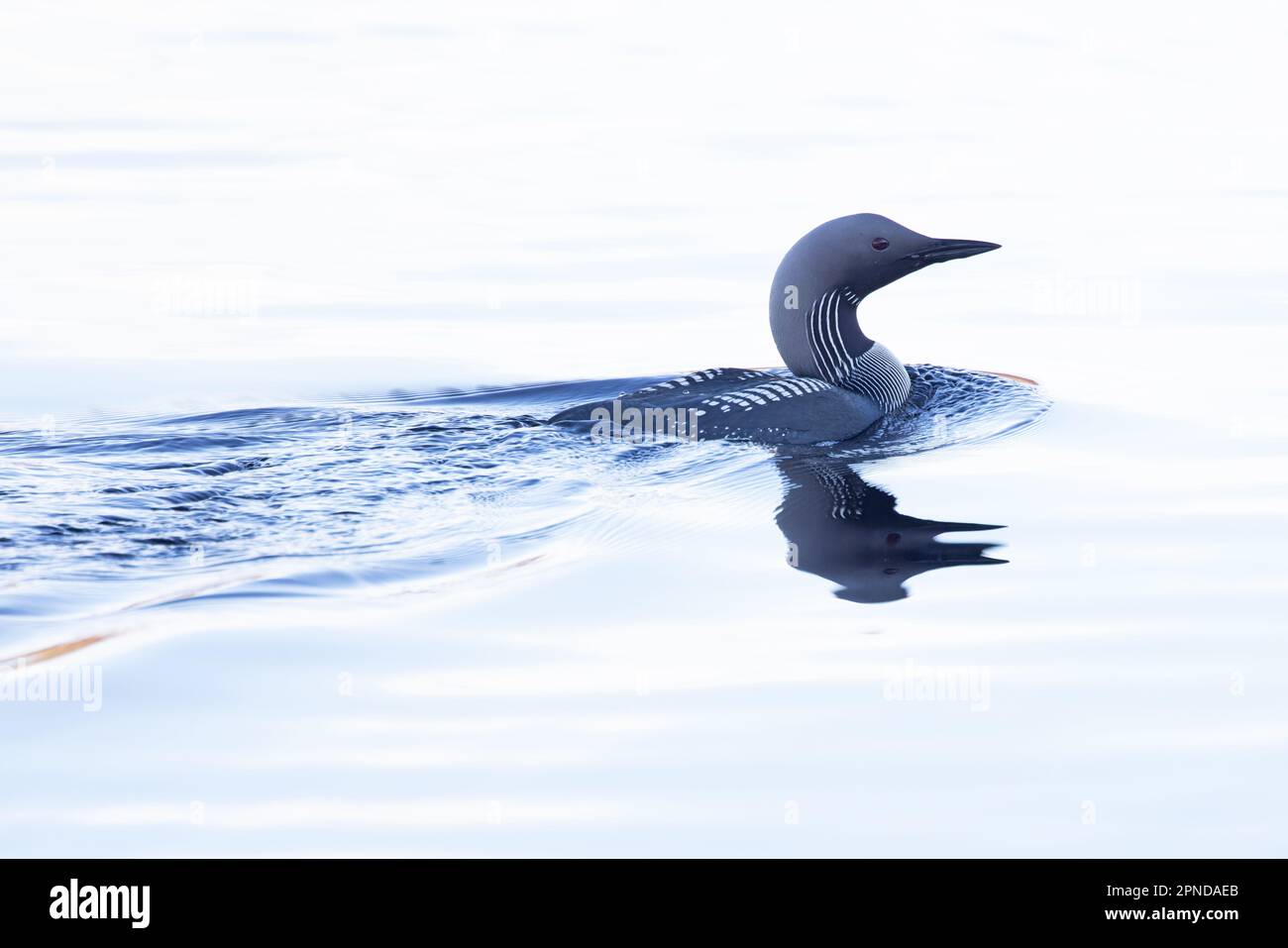 Black-throated Diver alias Arctic Loon (Gavia Arctica) Summer Pluamge Scotland UK GB April 2023 Stockfoto