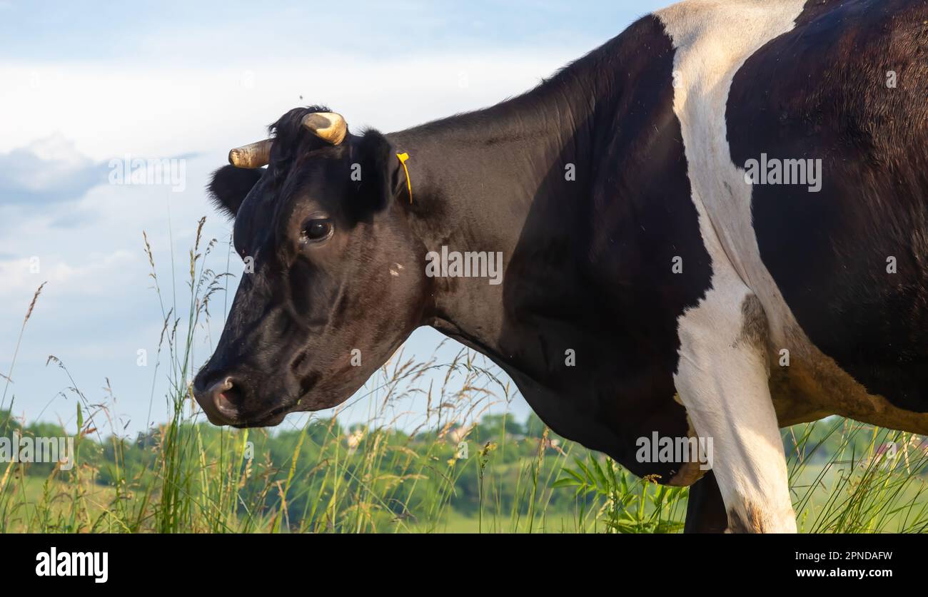 Die Kuh grast im Sommer auf einer Weide gegen den Himmel Stockfoto