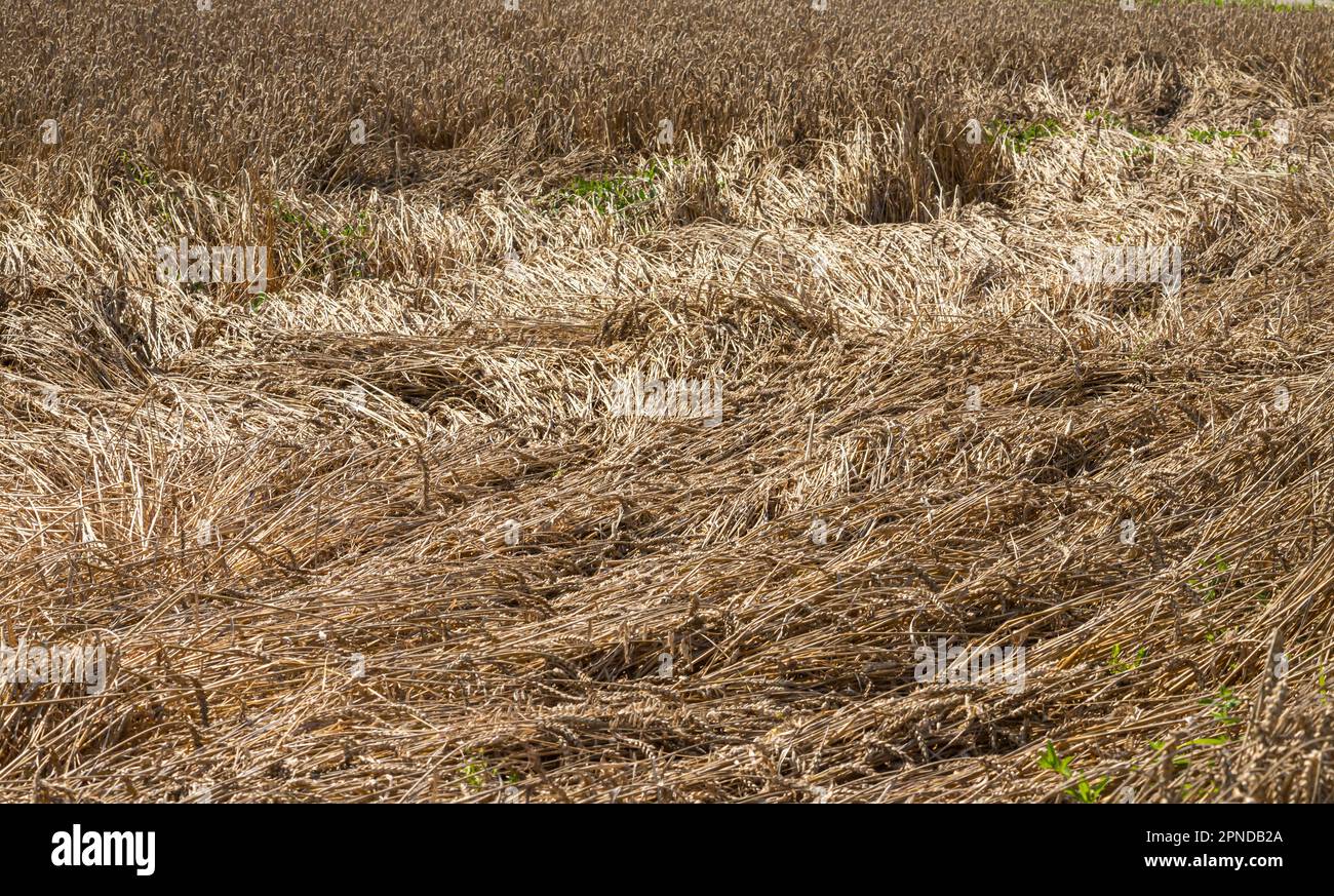 Feld des Goldenen Weizens unter dem blauen Himmel und Wolken. Stockfoto