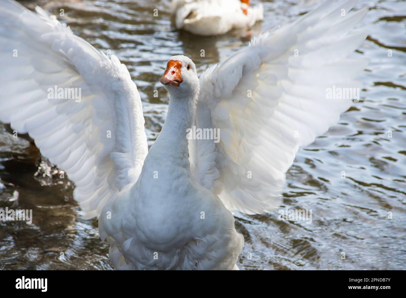 Eine Gruppe einheimischer weißer Bauerngänse schwimmen und spritzen Wassertropfen in schmutzigem schlammigen Wasser, genießen Sie die ersten warmen Sonnenstrahlen, Frieden und Ruhe der Natur, rein Stockfoto