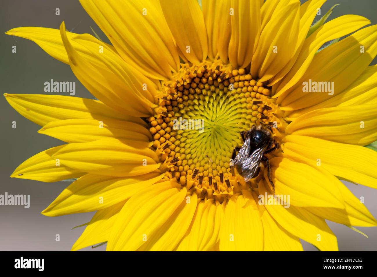 Schwarz-gelb gestreifte Biene, Honigbiene, befruchtende Sonnenblumen, Nahaufnahme des einzelnen Sonnenblumenkopfes mit gelben Blütenblättern und schwarzen Samen Stockfoto